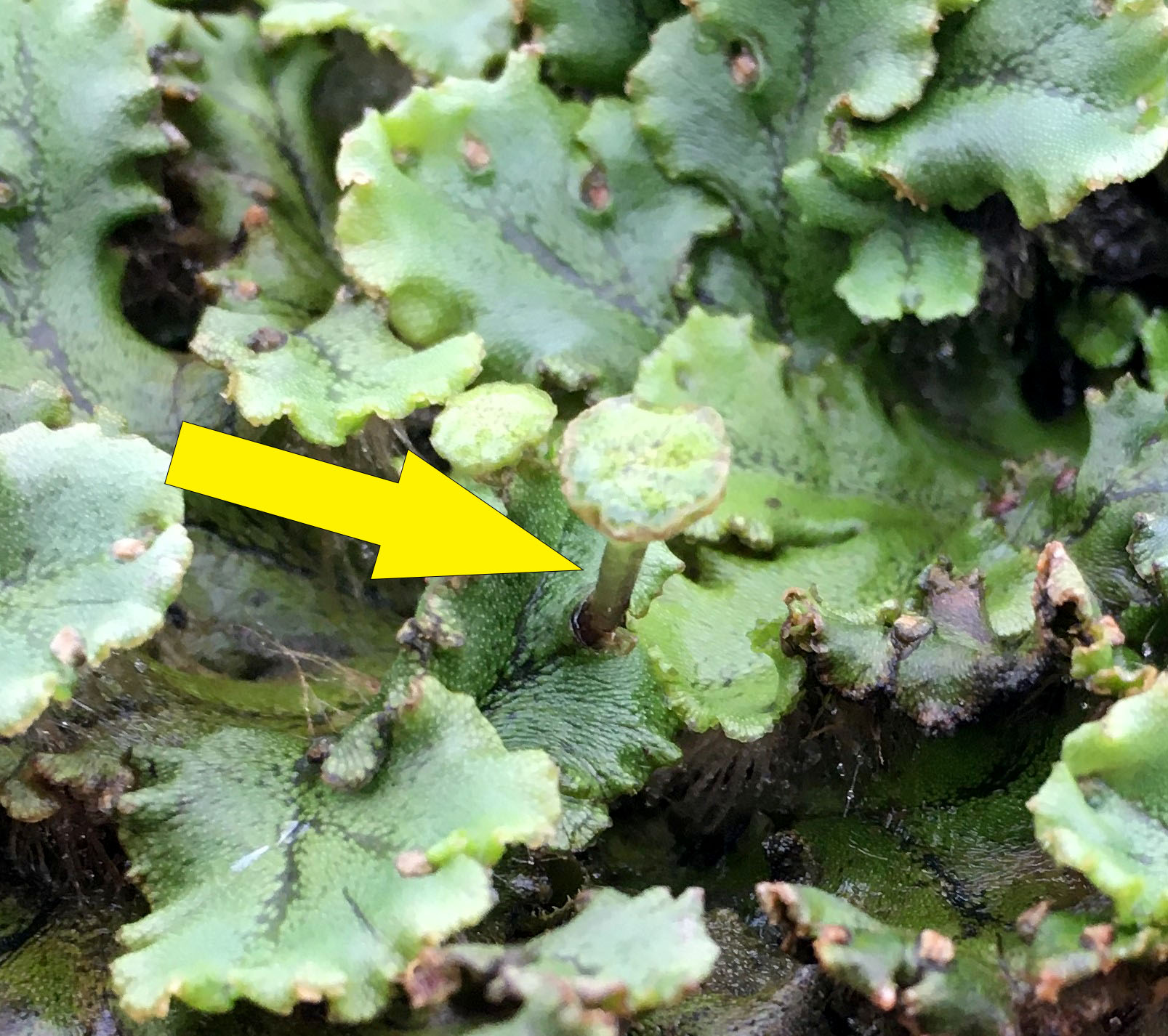 Arrows pointing to antheridia on plant